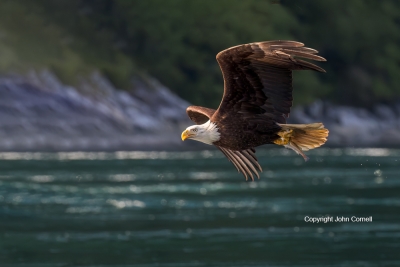 Bald-Eagle;Eagle;Haliaeetus-leucocephalus;Bald-Eagle;British-Columbia;Canada;Eag